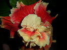 SAM_7156