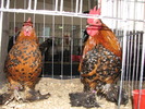 Expozitia Nationala Breaza 2010 164
