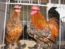Expozitia Nationala Breaza 2010 165