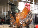 Expozitia Nationala Breaza 2010 167