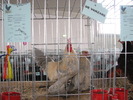 Expozitia Nationala Breaza 2010 168