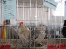Expozitia Nationala Breaza 2010 169