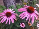 Echinacea