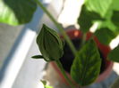 Picture My plants 4085