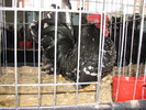 Expozitia Nationala Breaza 2010 174