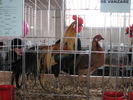 Expozitia Nationala Breaza 2010 176