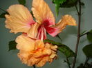 DSC02475