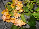DSC02417
