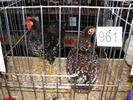 Expozitia Nationala Breaza 2010 178