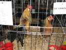 Expozitia Nationala Breaza 2010 179