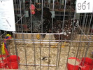 Expozitia Nationala Breaza 2010 181