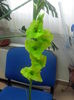gladiola verde