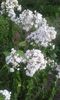 phlox mort de sete