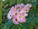 Apple BLossom