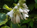 hosta Frances Williams