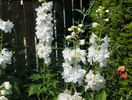 delphinium Pacific White