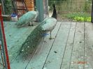 DSC01694