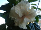DSC02530