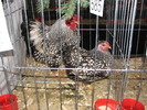 Expozitia Nationala Breaza 2010 185