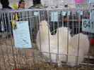 Expozitia Nationala Breaza 2010 186