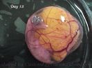 Egg Embryo Development Day 13