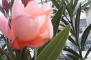 IMG_20150610_071825