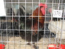 Expozitia Nationala Breaza 2010 195