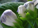 P7080021