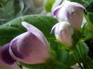 P7100066
