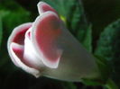 P7090056