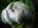P7080025