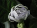 P7090059