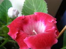 P7040044