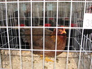 Expozitia Nationala Breaza 2010 199