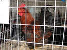 Expozitia Nationala Breaza 2010 200