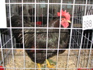 Expozitia Nationala Breaza 2010 201