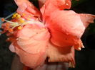 SAM_7271