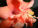 SAM_7278