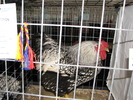 Expozitia Nationala Breaza 2010 203