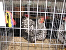 Expozitia Nationala Breaza 2010 204