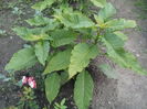 Brugmansia