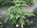 Brugmansia