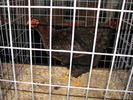 Expozitia Nationala Breaza 2010 207