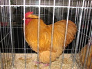 Expozitia Nationala Breaza 2010 208