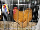 Expozitia Nationala Breaza 2010 211