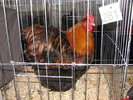 Expozitia Nationala Breaza 2010 213