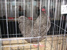 Expozitia Nationala Breaza 2010 215