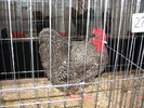 Expozitia Nationala Breaza 2010 216