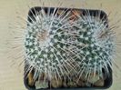 Mammillaria parkinsonii