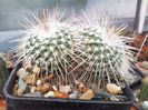 Mammillaria parkinsonii